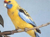 Жълта розела