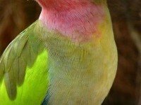 Александрино