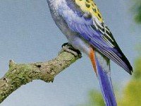 Жълтоглава розела