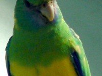 Розела от Клонкъри