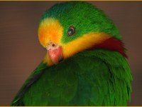Кокардов папагал