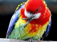 Пъстра розела