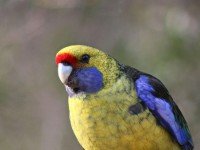 Жълтокоремна розела