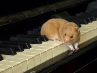 „Свиркане“, квичене, грухтене…