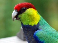 Червеноглаво папагалче