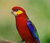 Червенокръсто пойно папагалче