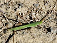 Прелетен скакалец