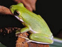 Американска дървесна жаба