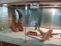 Как да се грижим за терариума докато ни няма