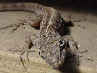 Кафяв анолис