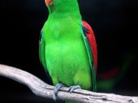 Червенокрил папагал