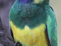 Жълтокоремна огърлична розела