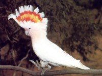 Какаду инка