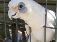 Голооко какаду