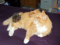 Нашето морско свинче и другите домашни животни