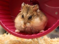 Развитост на сетивата на хамстерите