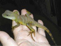 Как да изберем най-подходящия вид животни за отглеждане в терариум