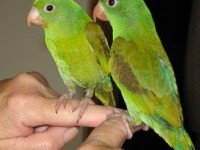 Дребни папагали