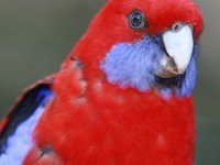 Пенантова розела