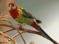 Червеноглава розела