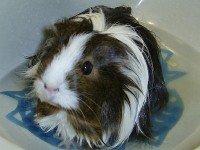 Как правилно да се отнасям с моето морско свинче