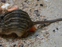 Ивичеста тревна мишка