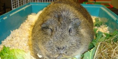 Заболявания при морските свинчета