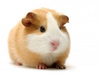 Породи морски свинчета