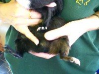 Определяне на пола на морското свинче