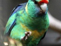 Зеленокоремна огърлична розела