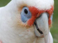 Дългоклюно какаду