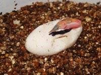 Изкуствено мътене при влечугите